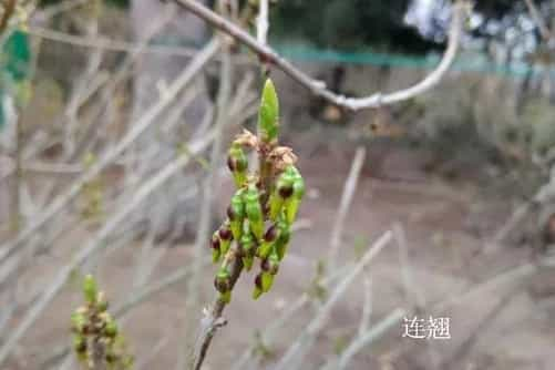 怎样区分迎春花和连翘，看图后再也不会傻傻分不清