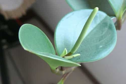 碧玉花植物如何移栽,移栽后碧玉花的养护与管理