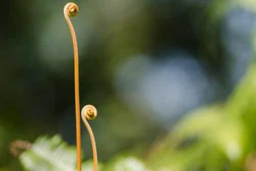 蕨菜图片，高清蕨菜图片大全