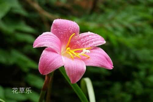 会预测下雨的韭莲花图片大全，韭莲高清图片大