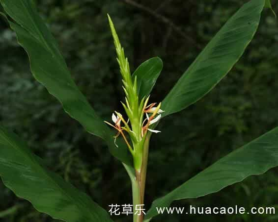 姜花花语及姜花传说