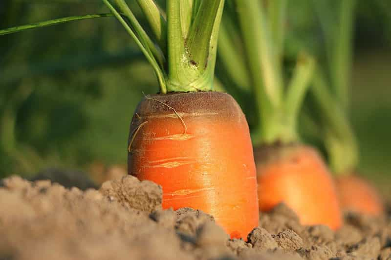 carrot-1565597_1280.jpg